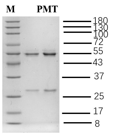 Prometryn Antibody in SDS-PAGE (SDS-PAGE)