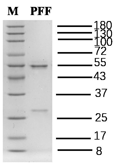 Profenofos Antibody in SDS-PAGE (SDS-PAGE)