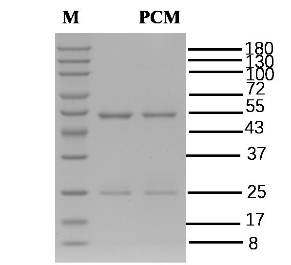 Procymidone Antibody in SDS-PAGE (SDS-PAGE)