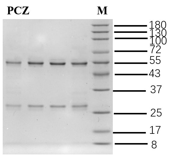 Prochloraz Antibody in SDS-PAGE (SDS-PAGE)