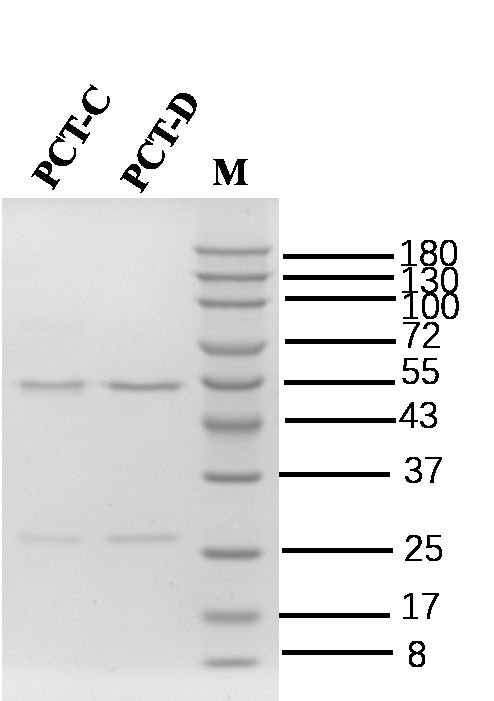Procalcitonin Antibody in SDS-PAGE (SDS-PAGE)