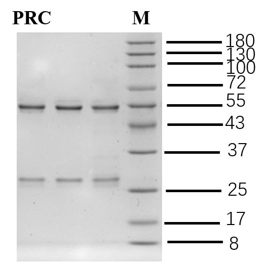 Procaine Antibody in SDS-PAGE (SDS-PAGE)