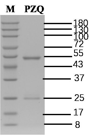 Praziquantel Antibody in SDS-PAGE (SDS-PAGE)