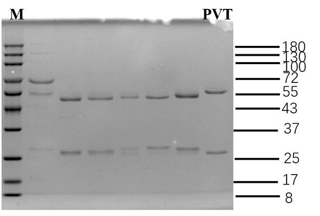 Pravastatin Antibody in SDS-PAGE (SDS-PAGE)