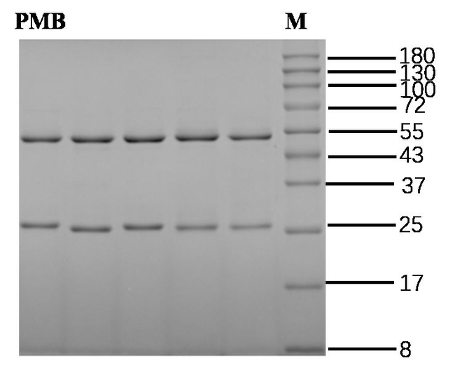 Polymyxin B Antibody in SDS-PAGE (SDS-PAGE)