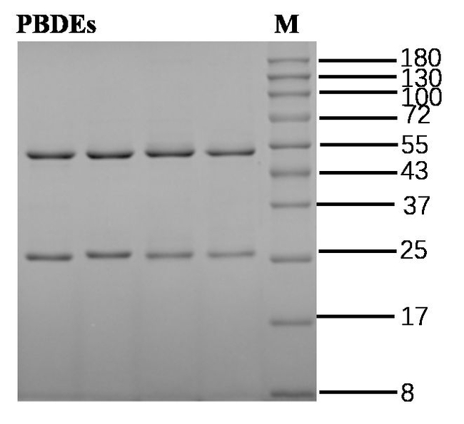 Polybrominated diphenyl ethers Antibody in SDS-PAGE (SDS-PAGE)
