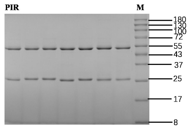 Pirlimycin Antibody in SDS-PAGE (SDS-PAGE)