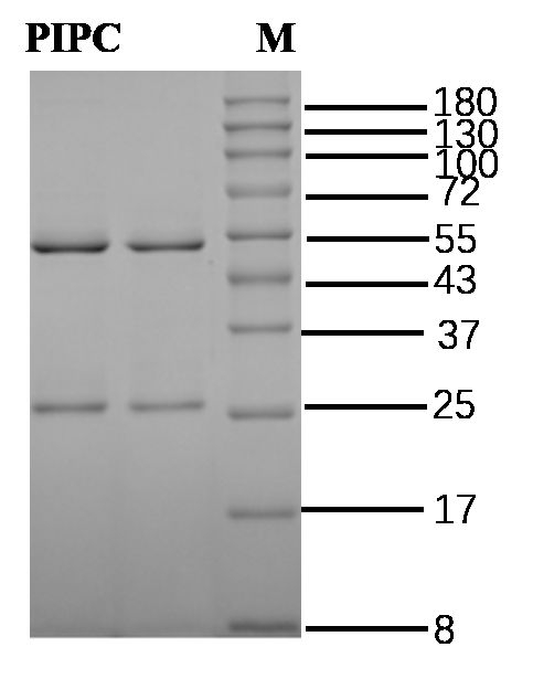 Piperacillin Antibody in SDS-PAGE (SDS-PAGE)
