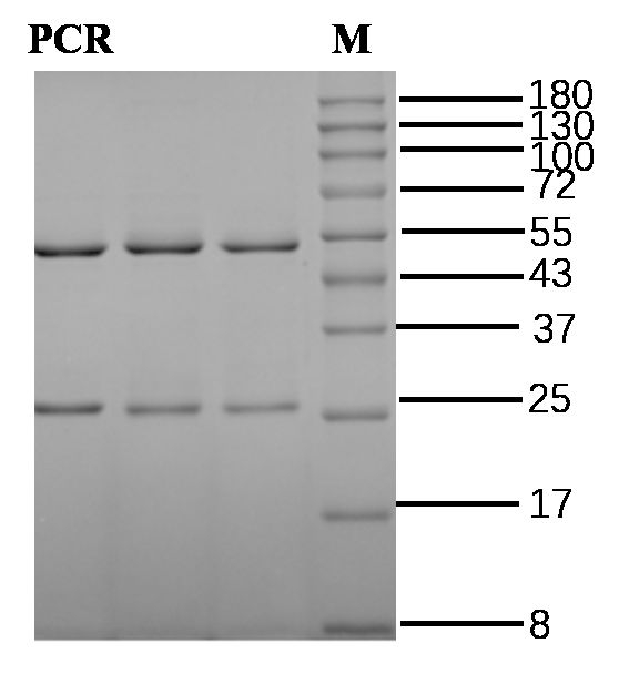 Picloram Antibody in SDS-PAGE (SDS-PAGE)