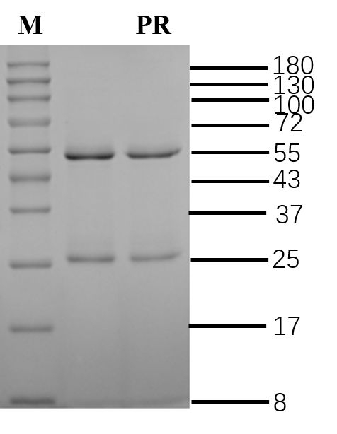Phorate Antibody in SDS-PAGE (SDS-PAGE)