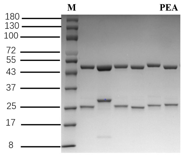 PhenylethanolaMine A Antibody in SDS-PAGE (SDS-PAGE)