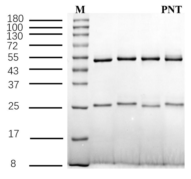 Phenacetin Antibody in SDS-PAGE (SDS-PAGE)