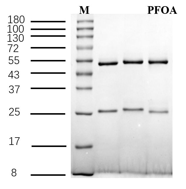 Pentadecafluorooctanoic acid Antibody in SDS-PAGE (SDS-PAGE)