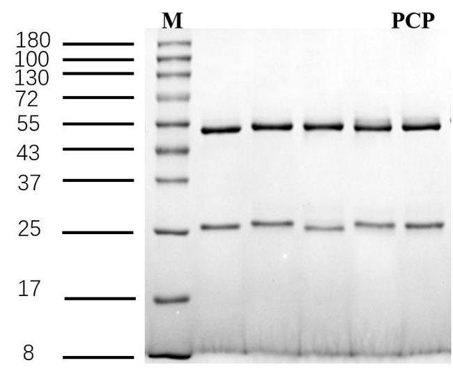 Pentachlorophenol Antibody in SDS-PAGE (SDS-PAGE)