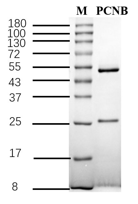 Pentachloronitrobenzene Antibody in SDS-PAGE (SDS-PAGE)