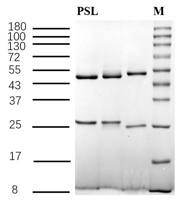 Penoxsulam Antibody in SDS-PAGE (SDS-PAGE)