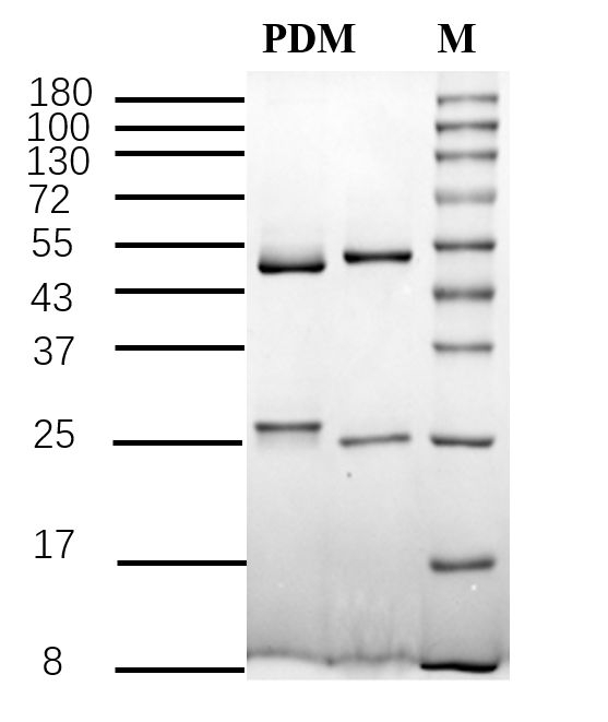 Pendimethalin Antibody in SDS-PAGE (SDS-PAGE)