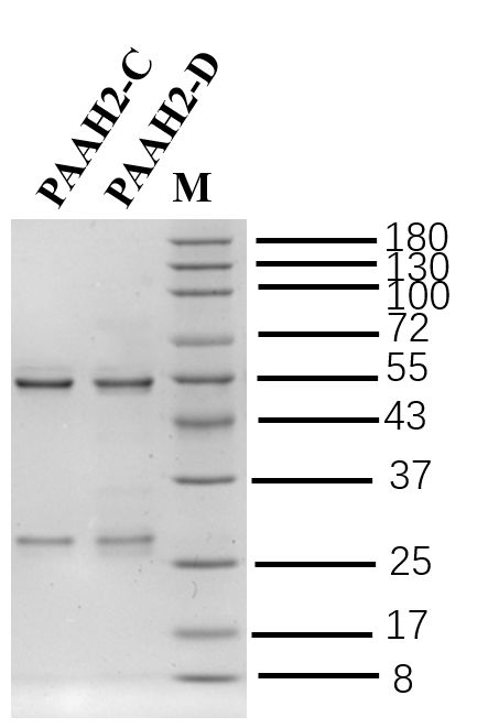 Ara H2 Antibody in SDS-PAGE (SDS-PAGE)