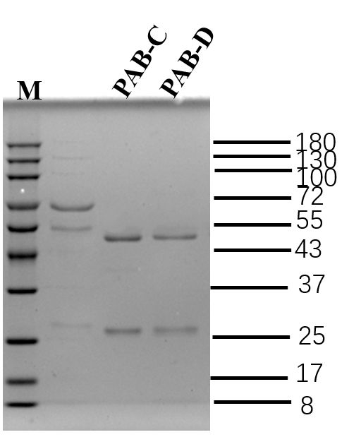 Parvalbumin Antibody in SDS-PAGE (SDS-PAGE)