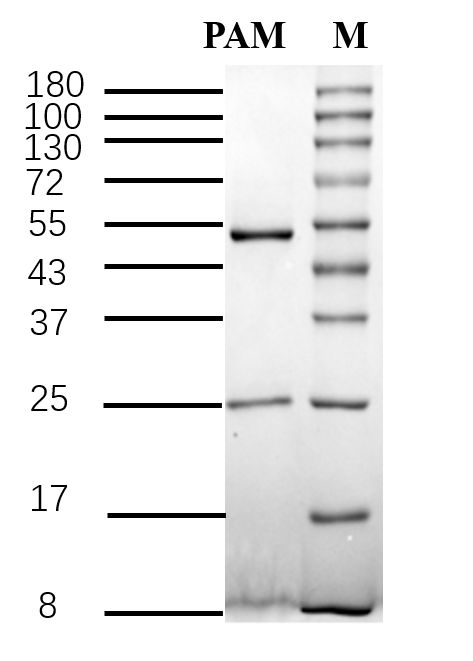 Paromomycin Antibody in SDS-PAGE (SDS-PAGE)