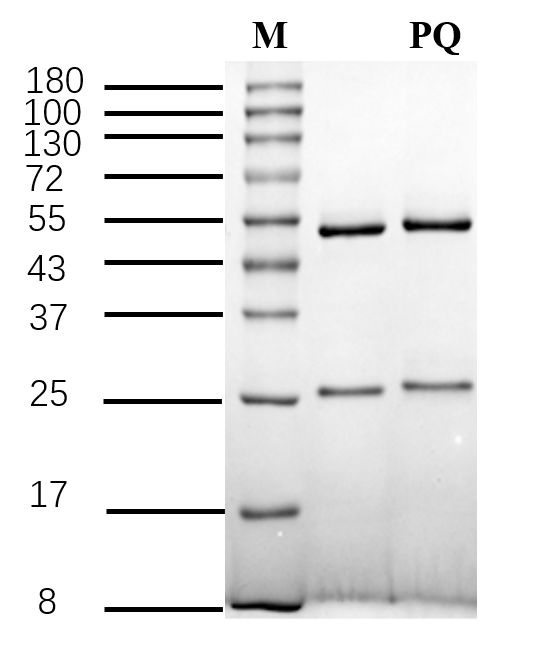 Paraquat Antibody in SDS-PAGE (SDS-PAGE)