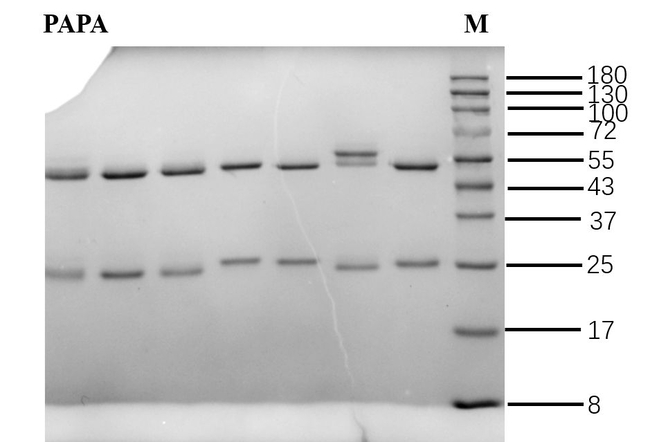 Papaverine Antibody in SDS-PAGE (SDS-PAGE)