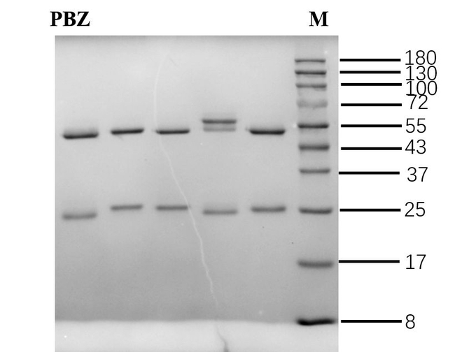 Paclobutrazol Antibody in SDS-PAGE (SDS-PAGE)