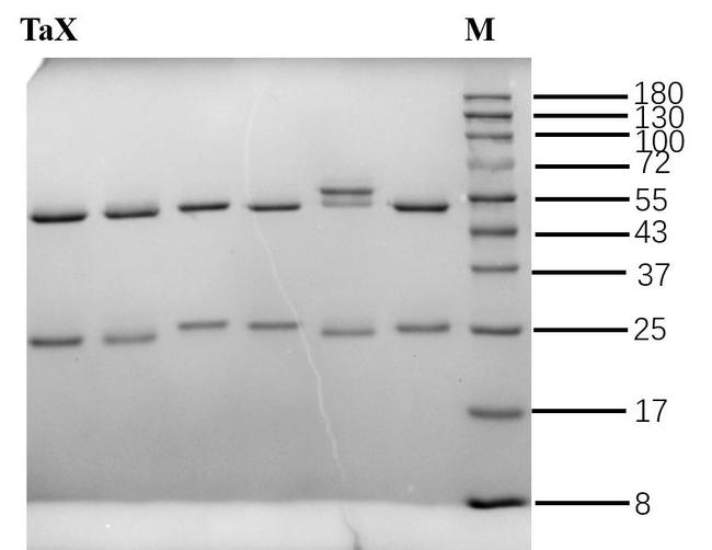 Paclitaxel Antibody in SDS-PAGE (SDS-PAGE)
