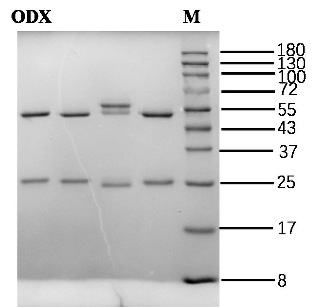 Oxadixyl Antibody in SDS-PAGE (SDS-PAGE)