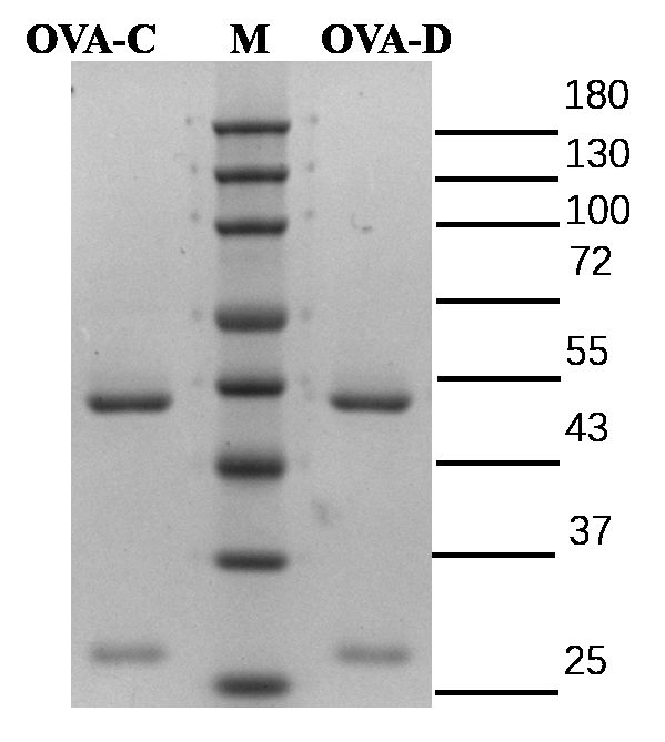 Ovalbumin Antibody in SDS-PAGE (SDS-PAGE)