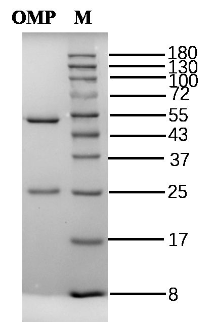 Ormetoprim Antibody in SDS-PAGE (SDS-PAGE)