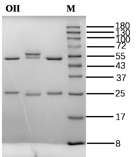 Orange II Antibody in SDS-PAGE (SDS-PAGE)