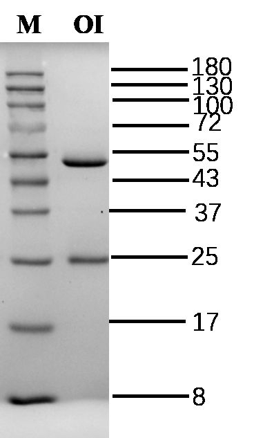 Orange I Antibody in SDS-PAGE (SDS-PAGE)