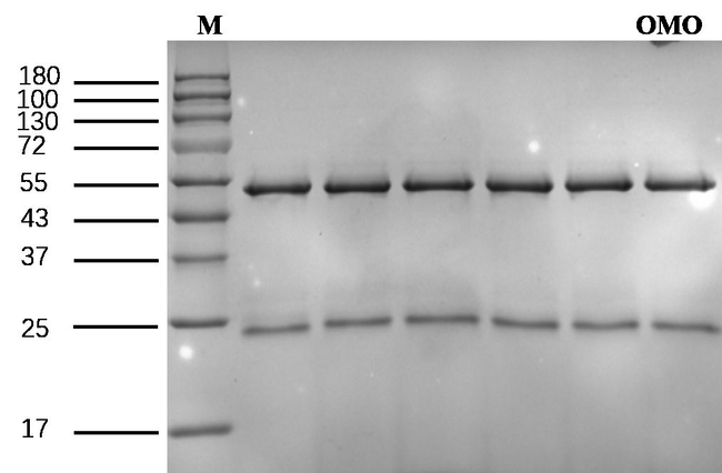Omethoate Antibody in SDS-PAGE (SDS-PAGE)