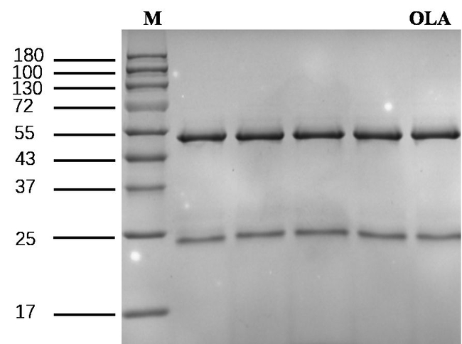 Olaquindox Antibody in SDS-PAGE (SDS-PAGE)