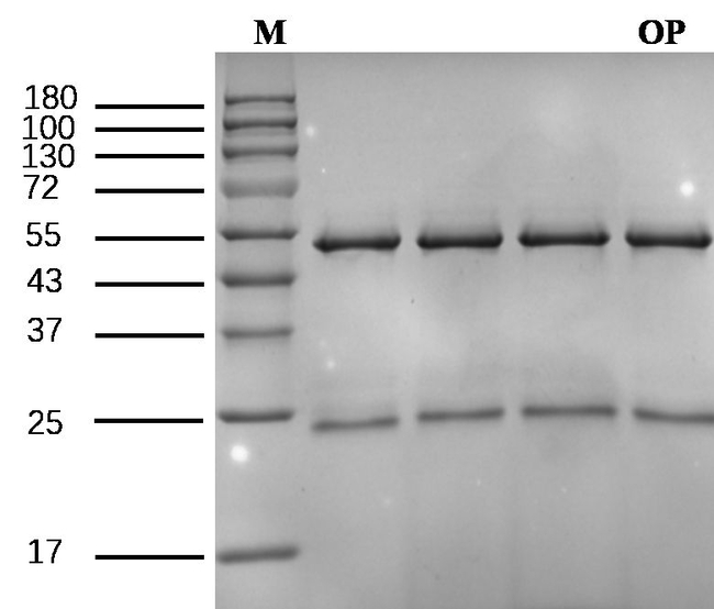 Octylphenol Antibody in SDS-PAGE (SDS-PAGE)