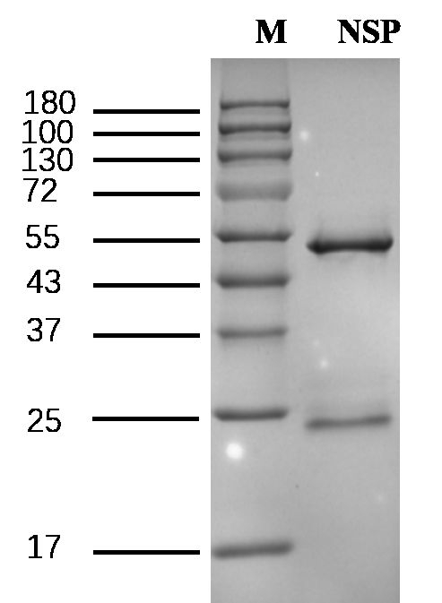 Nosiheptide Antibody in SDS-PAGE (SDS-PAGE)