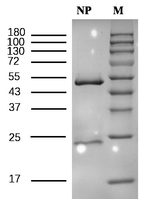 Nonylphenol Antibody in SDS-PAGE (SDS-PAGE)