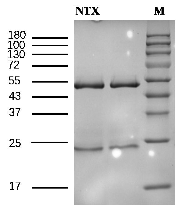 Nitroxinil Antibody in SDS-PAGE (SDS-PAGE)