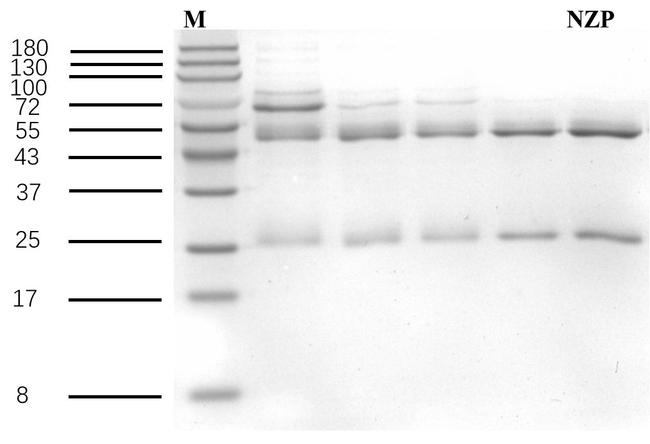 Nitrazepam Antibody in SDS-PAGE (SDS-PAGE)