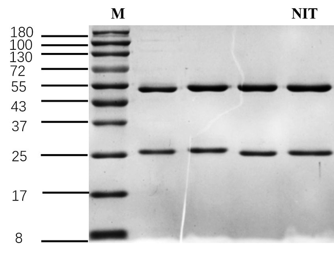 Nitenpyram Antibody in SDS-PAGE (SDS-PAGE)