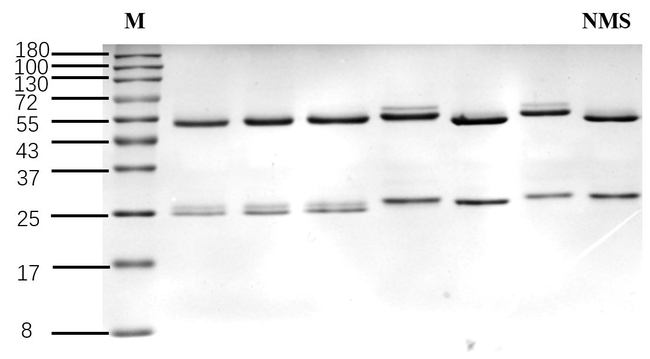 Nimesulide Antibody in SDS-PAGE (SDS-PAGE)