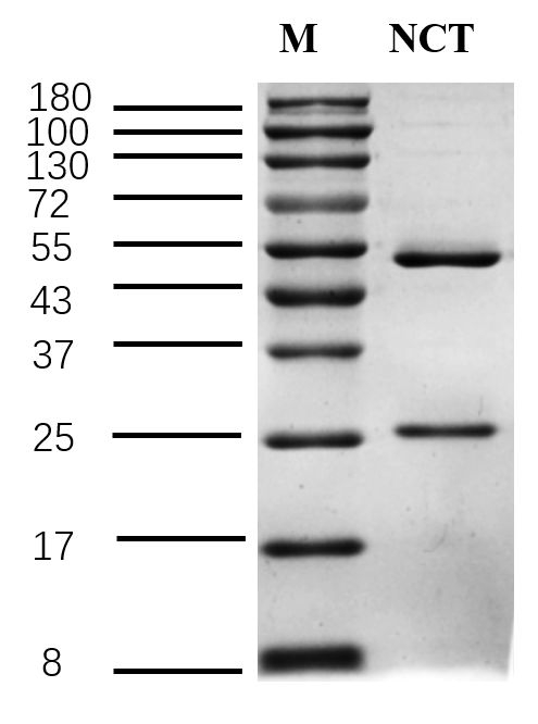 Nicotine Antibody in SDS-PAGE (SDS-PAGE)
