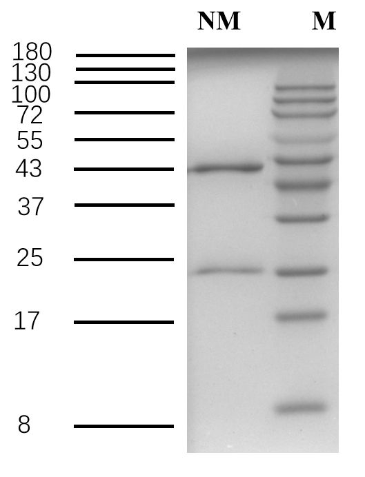 Neomycin Antibody in SDS-PAGE (SDS-PAGE)