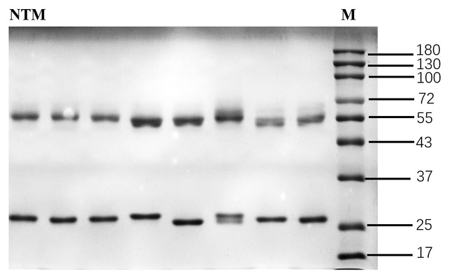 Natamycin Antibody in SDS-PAGE (SDS-PAGE)
