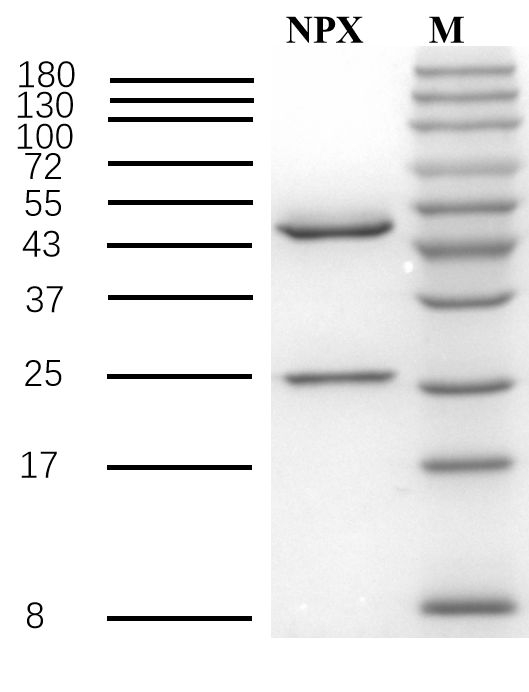 Naproxen Antibody in SDS-PAGE (SDS-PAGE)