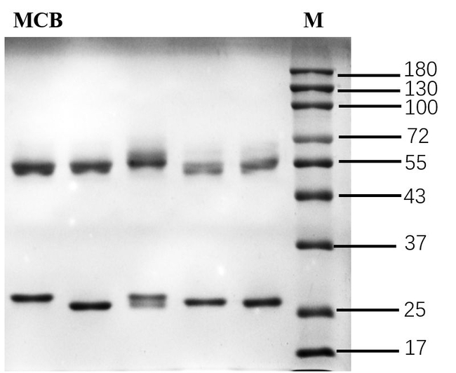 Myclobutanil Antibody in SDS-PAGE (SDS-PAGE)