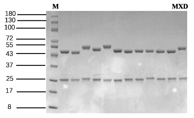 Moxidectin Antibody in SDS-PAGE (SDS-PAGE)