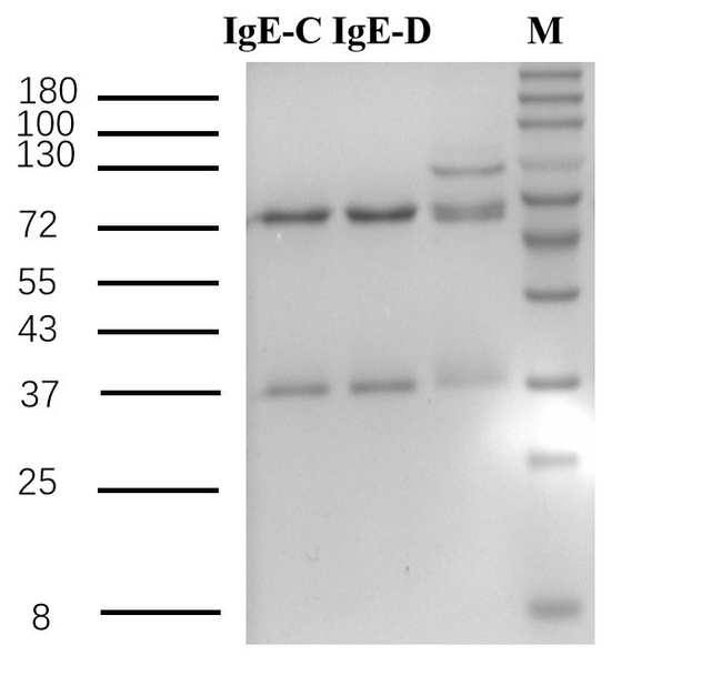 Immunoglobulin E protein Antibody in SDS-PAGE (SDS-PAGE)
