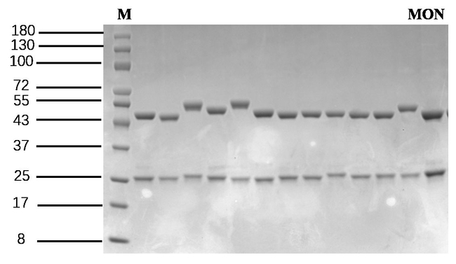 Monensin Antibody in SDS-PAGE (SDS-PAGE)